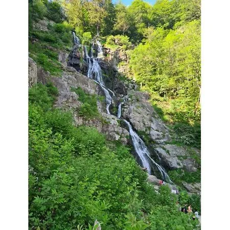 At The Edge Of The Forest アパート *