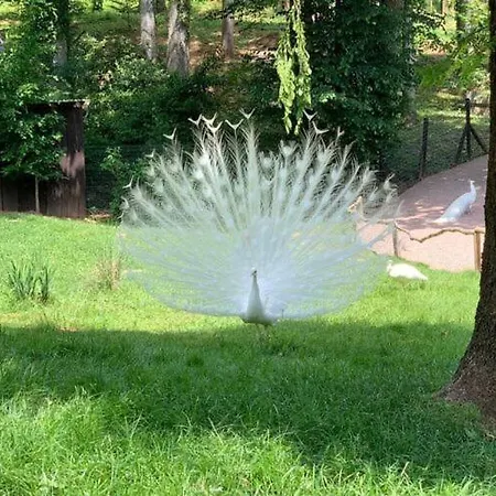 At The Edge Of The Forest